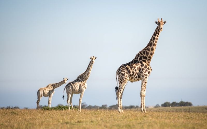 Botliers-Giraffe